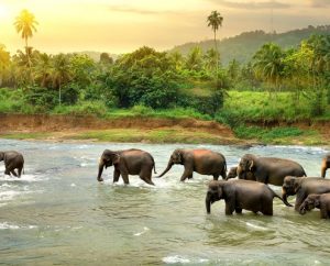 Elephants_river
